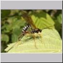 Coleocentrus excitator - Schlupfwespe 06.jpg